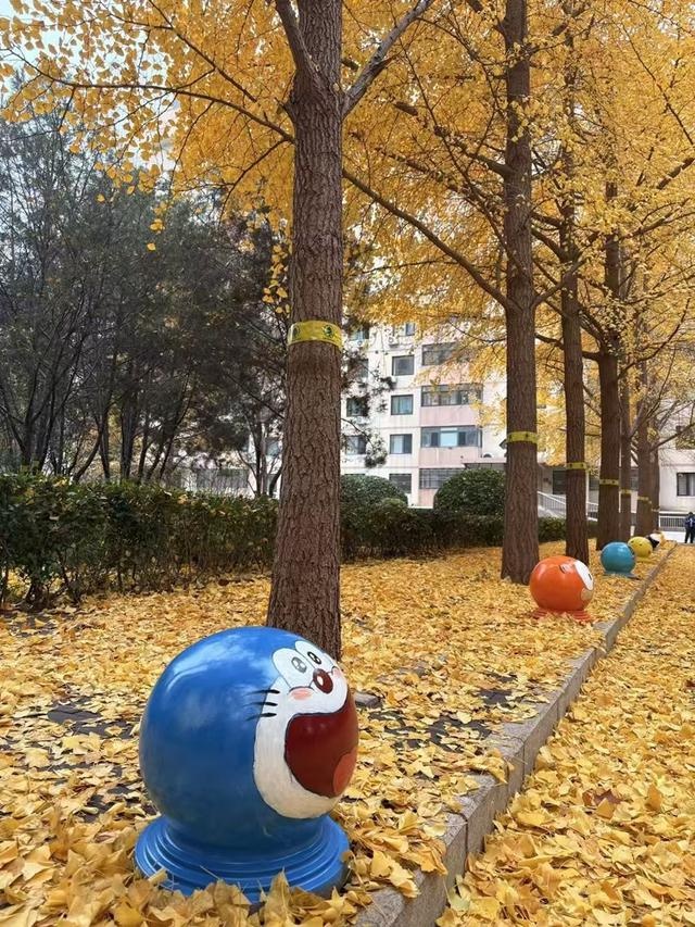 北京朝阳区一地变身金色绒毯，满地金黄落叶美翻了  第3张