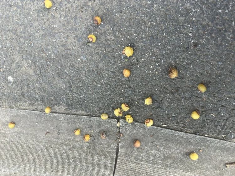 杭州街头突现大片肥皂泡泡，原因竟然是它