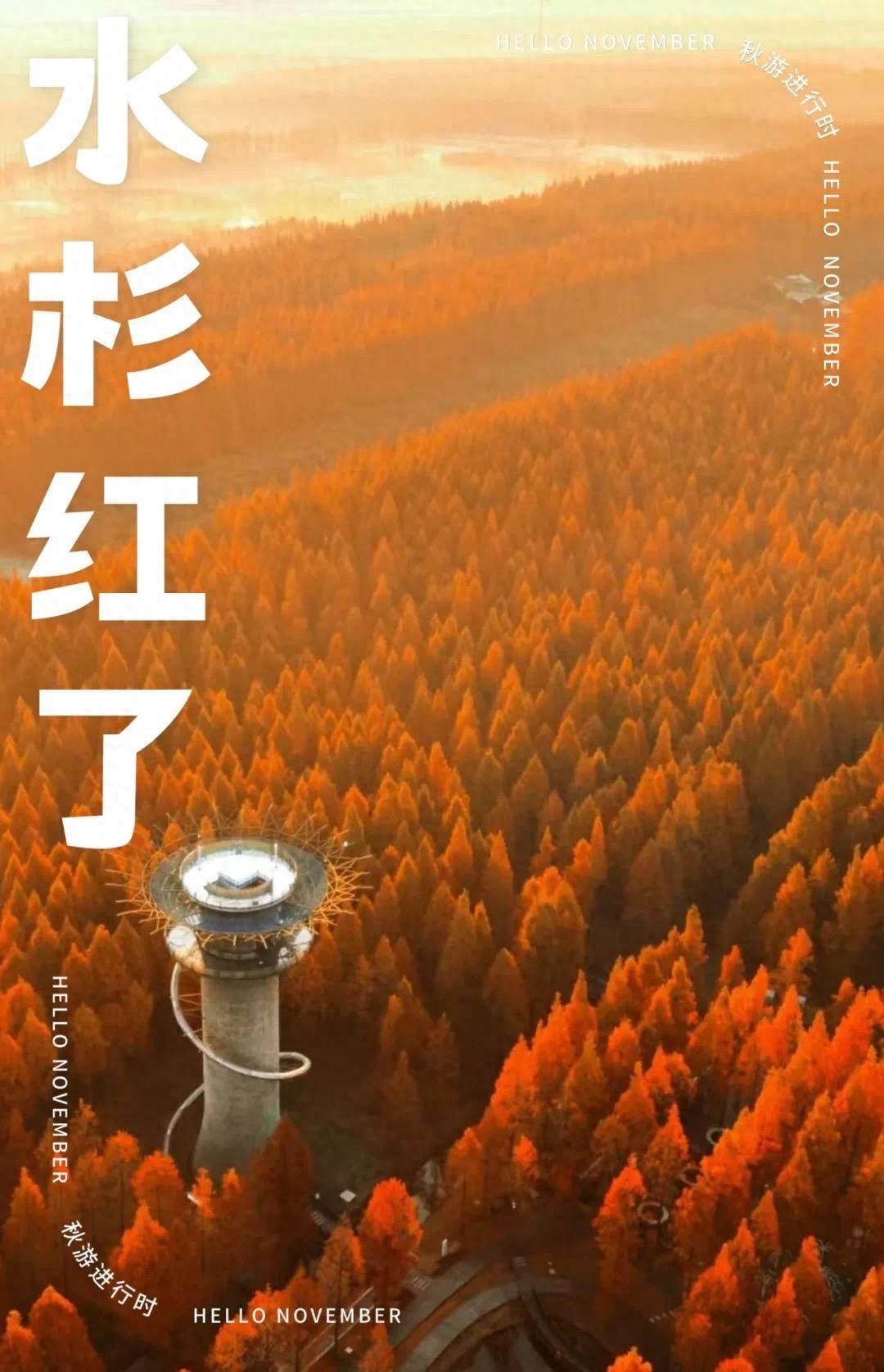 层林尽染美如画！盐城黄海森林公园红杉林惊艳绽放，8 大打卡点等你来
