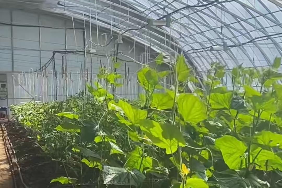25 日-29 日雨雪寒潮来袭，设施农业需提前防范  第4张