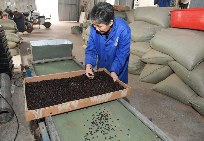 稷山村民李宝明养黄粉虫，年入百万不是梦  第6张