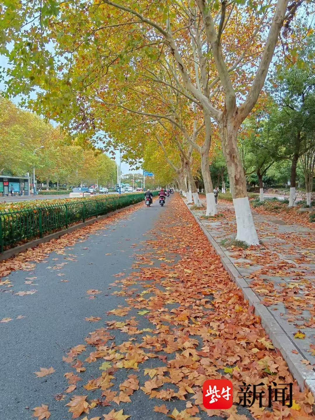 镇江 10 条道路落叶缓扫，带你邂逅浪漫秋色