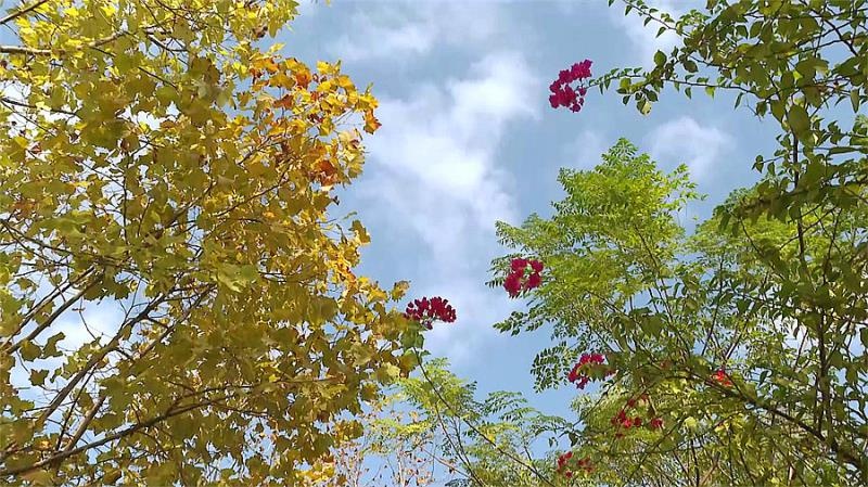 柳州街头惊现绝美风景，市民直呼浪漫至极  第2张