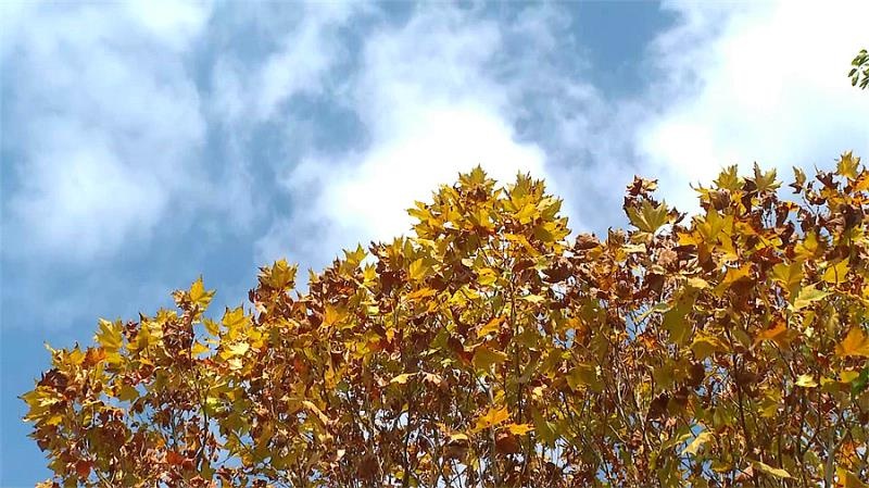 柳州街头惊现绝美风景，市民直呼浪漫至极  第3张