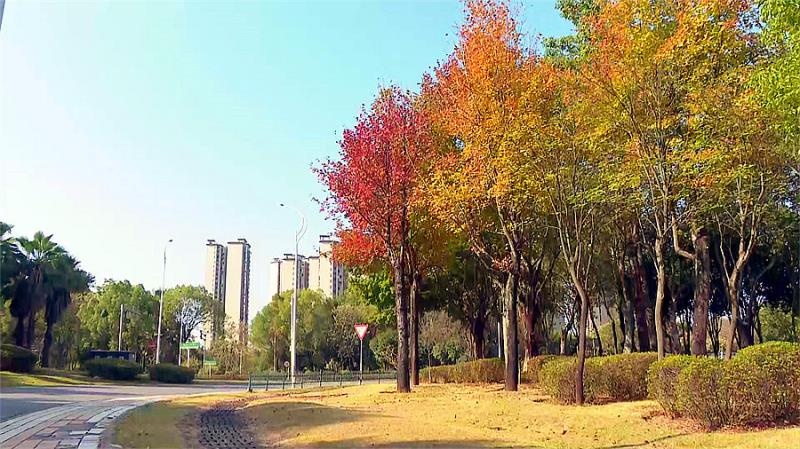 柳州街头惊现绝美风景，市民直呼浪漫至极  第8张