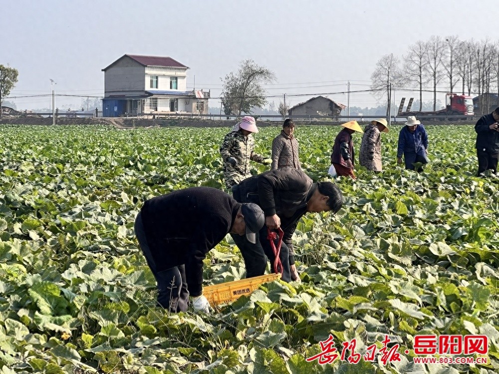60000 斤南瓜滞销，寒潮将至，岳农集团出手相助