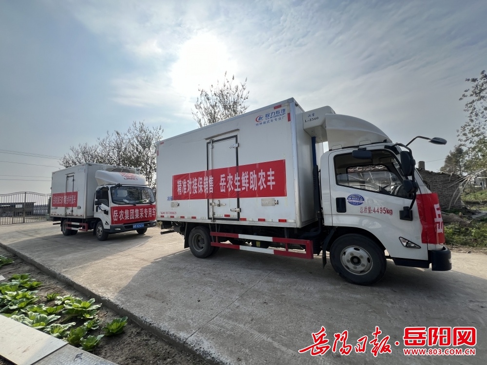 60000 斤南瓜滞销，寒潮将至，岳农集团出手相助  第3张