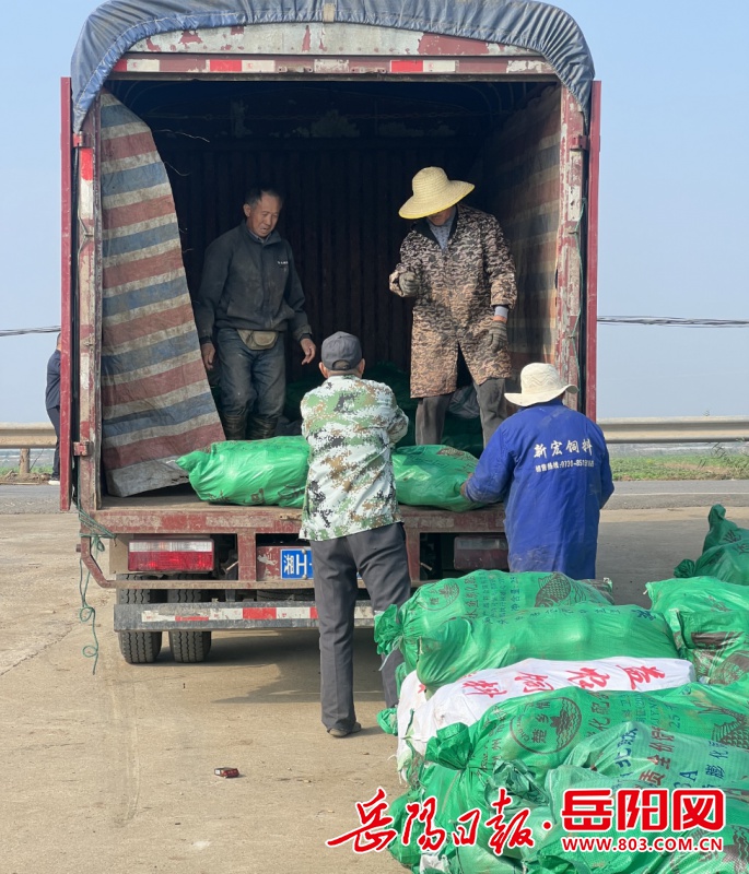 60000 斤南瓜滞销，寒潮将至，岳农集团出手相助  第4张