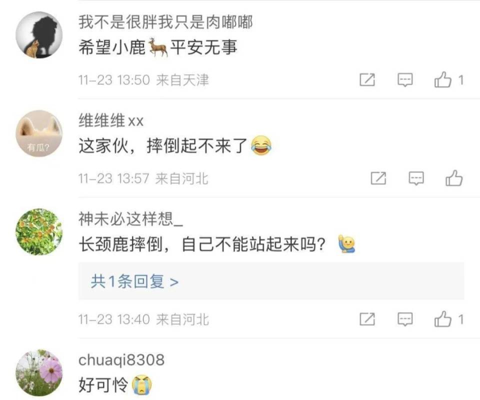 湖北宜都长颈鹿乐园开园，长颈鹿不慎摔倒，它还能站起来吗？  第2张