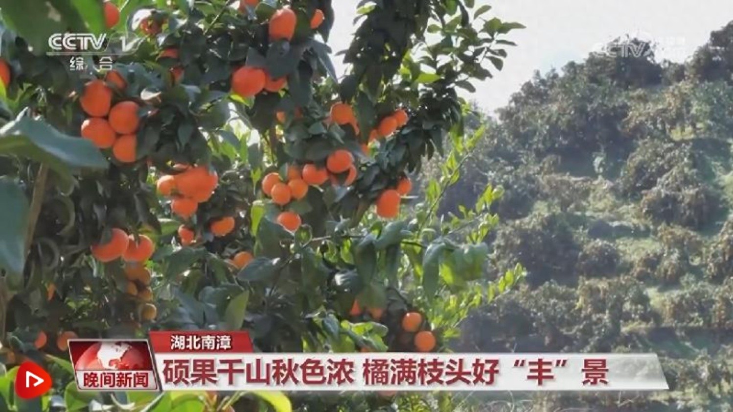 惊！寒冬时节，青藏高原和湖北竟有这些热带水果大丰收