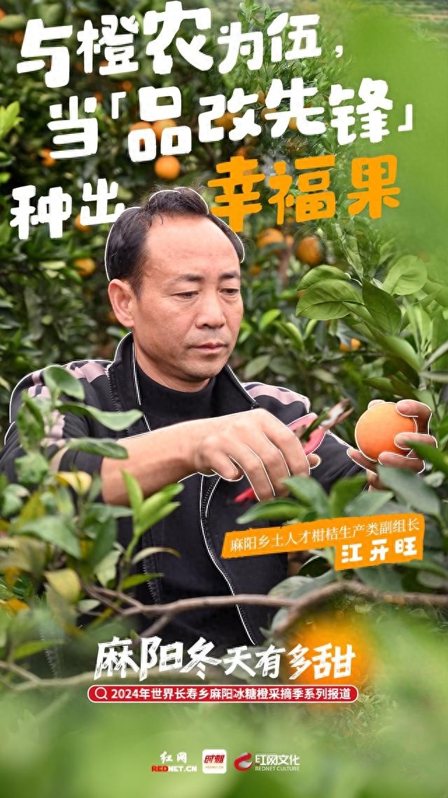麻阳社会化服务体系建设：让橙农的甜蜜更有保障