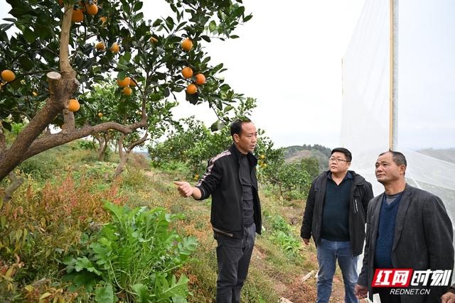 麻阳社会化服务体系建设：让橙农的甜蜜更有保障  第2张