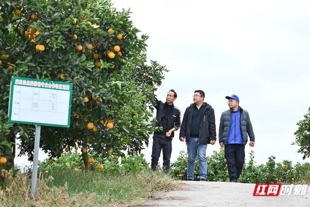 麻阳社会化服务体系建设：让橙农的甜蜜更有保障  第3张