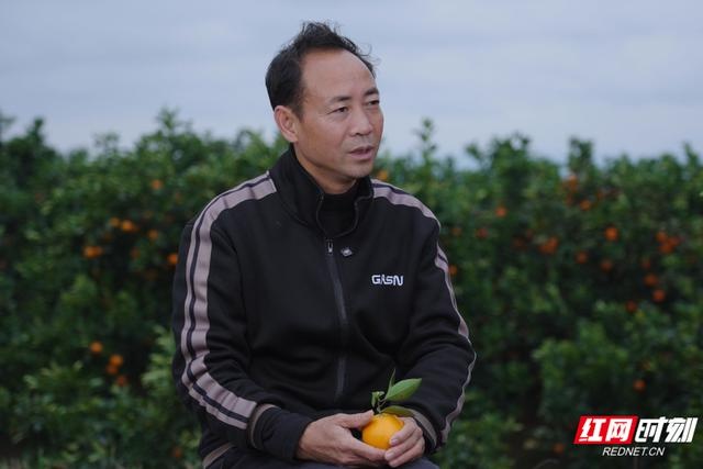 麻阳社会化服务体系建设：让橙农的甜蜜更有保障  第5张