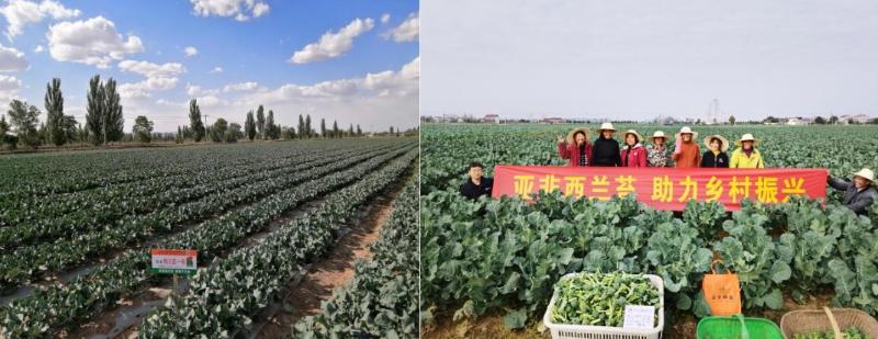 湖北乡村振兴实用技术大赛，西蓝薹绿色高效生产技术获一等奖，填补国内空白  第2张