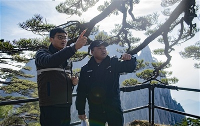 揭秘黄山迎客松守护者：他们如何用科技与匠心守护千年古树？  第2张