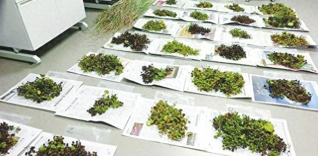 太原植物园突破性进展：欧洲桤木首次在华北结果，引种驯化取得重大突破