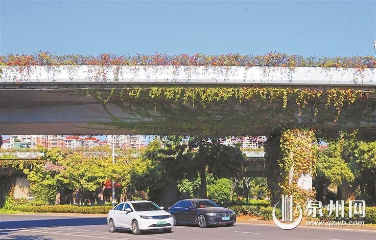 泉州后渚大桥三角梅盛放，浪漫生花惊艳全国，网友直呼：梦境一般  第3张