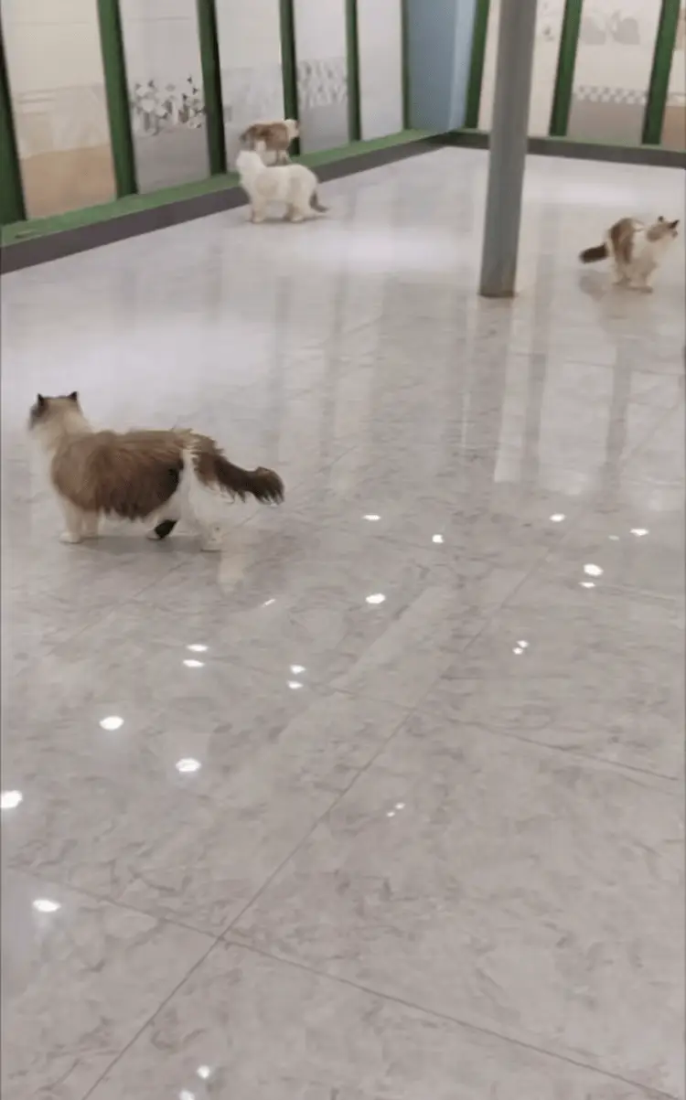 5000㎡展厅养30只猫，老板回应质疑：我只是单纯想  第5张