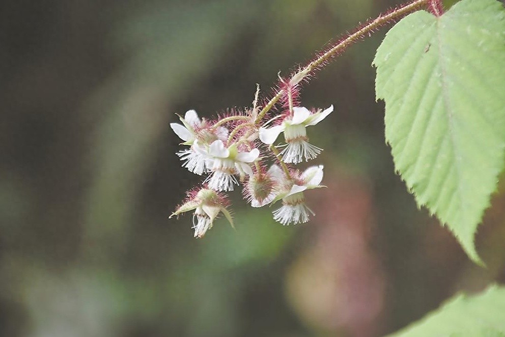 福建惊现植物新物种红毛木莓，科学家揭秘其独特之处