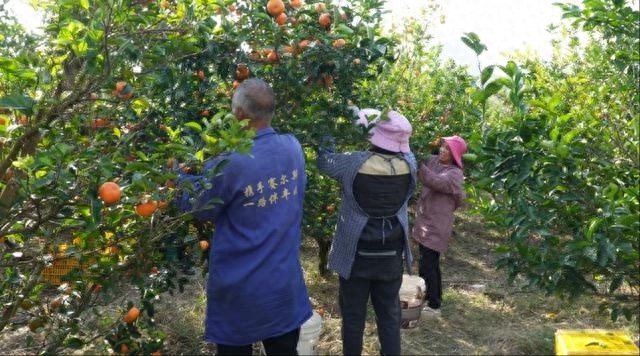 江华鱼古湾村柑橘丰收季：高山种植的默科特，酸甜适度，口感绝佳  第1张