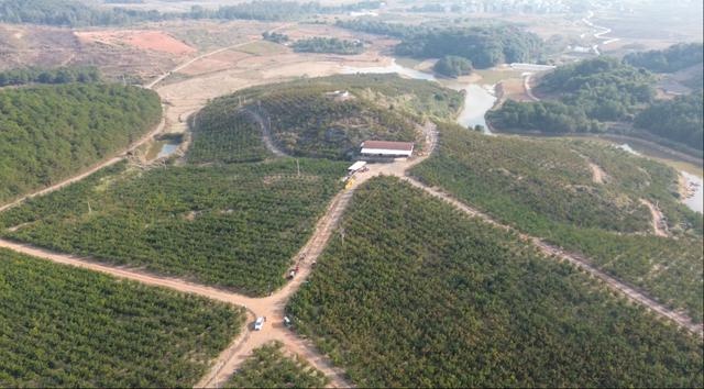 江华鱼古湾村柑橘丰收季：高山种植的默科特，酸甜适度，口感绝佳  第3张