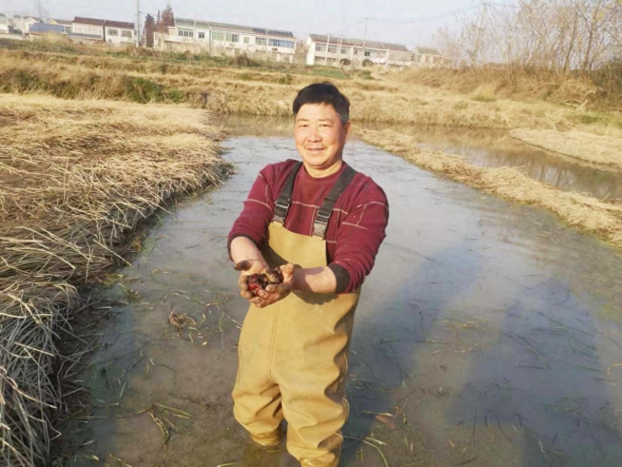 揭秘荸荠采收背后的艰辛：52岁农民日复一日的劳作与期待  第1张