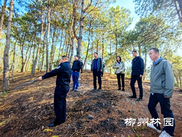 2024-2025年森林防火形势严峻，柳州市如何应对？专家深度解析  第3张