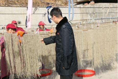 揭秘隆冬手工粉条制作全过程，洋县农惠合作社的致富密码