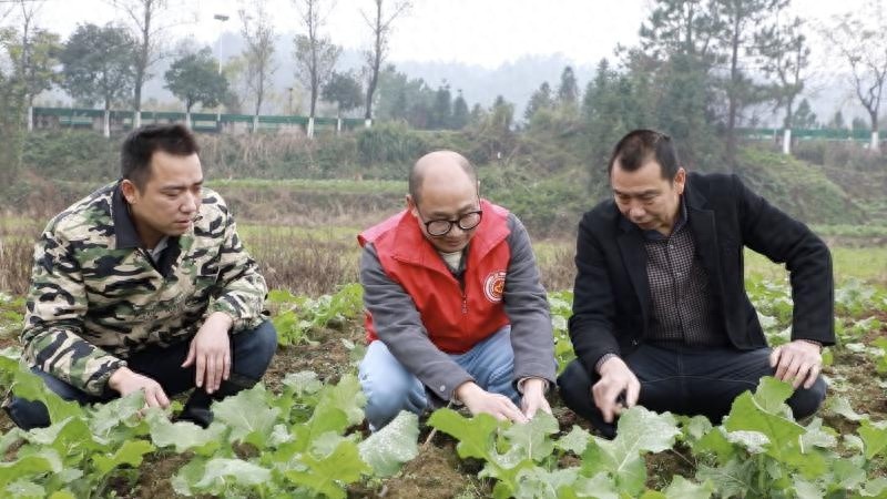 零度寒潮来袭！江西吉安农技小分队紧急出动，149万亩油菜如何安全越冬？
