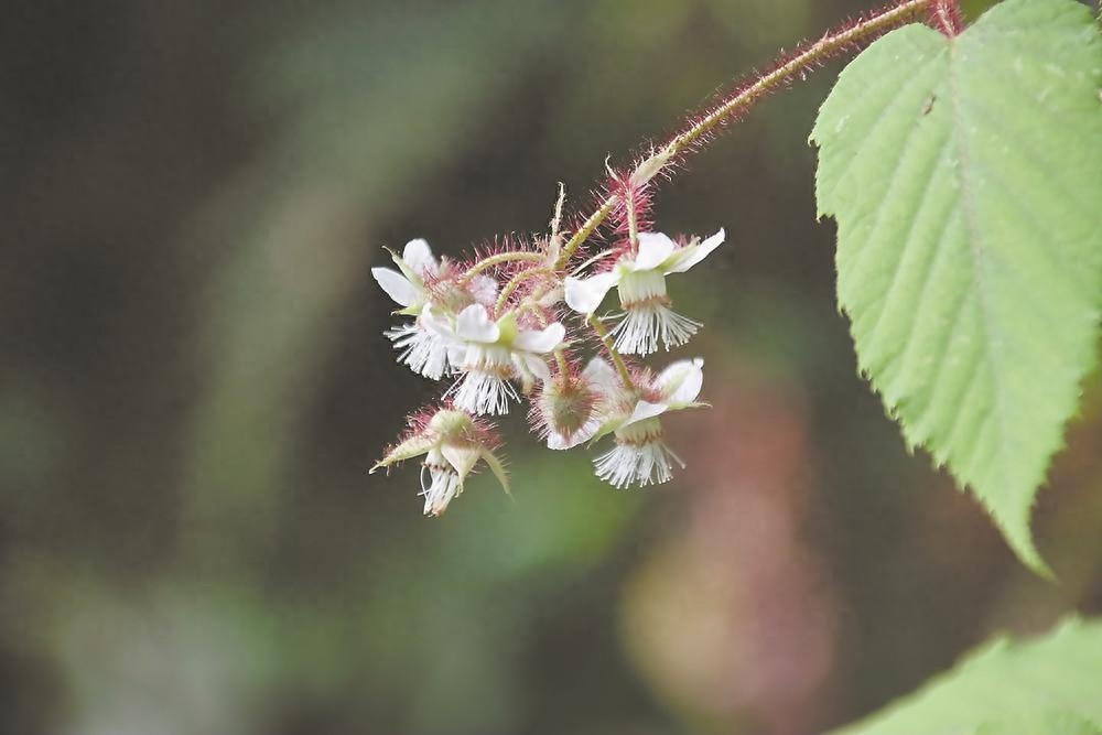 福建惊现植物新物种红毛木莓，科学家揭秘其独特之处