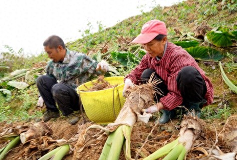 荔浦芋丰收季：芋农笑逐颜开，每公斤6至8元高价收购，科技助力稳产丰收