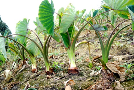 荔浦芋丰收季：芋农笑逐颜开，每公斤6至8元高价收购，科技助力稳产丰收  第2张