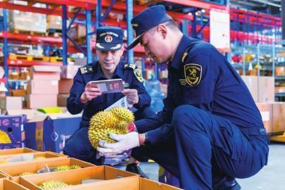 跨境电商 1210 保税备货模式，榴莲进口新突破