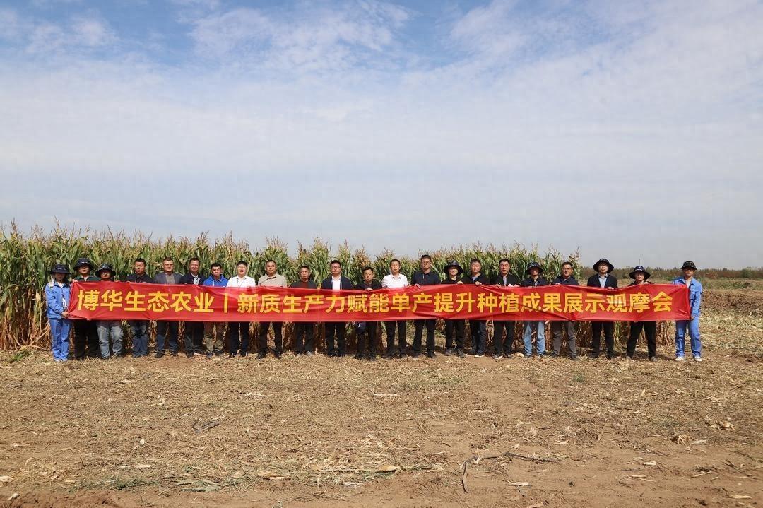 单产提升成果惊人！玉米丰收背后的秘密是什么？  第1张