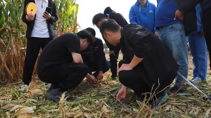 单产提升成果惊人！玉米丰收背后的秘密是什么？  第5张