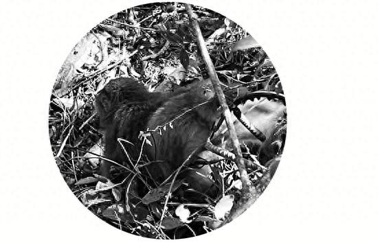 野生猕猴被铁夹夹住，生命垂危！民警、林业局干部、乡政府领导联合营救