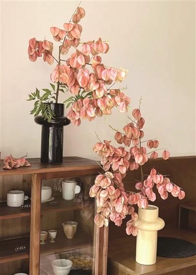 秋日限定浪漫！市区中山路栾树果挂满枝头，市民捡秋根本停不下来  第3张