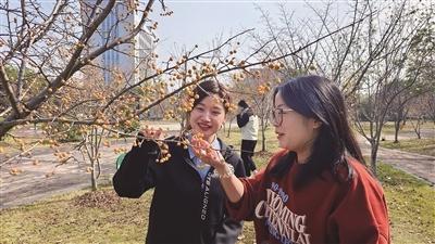 秋日限定浪漫！市区中山路栾树果挂满枝头，市民捡秋根本停不下来  第4张