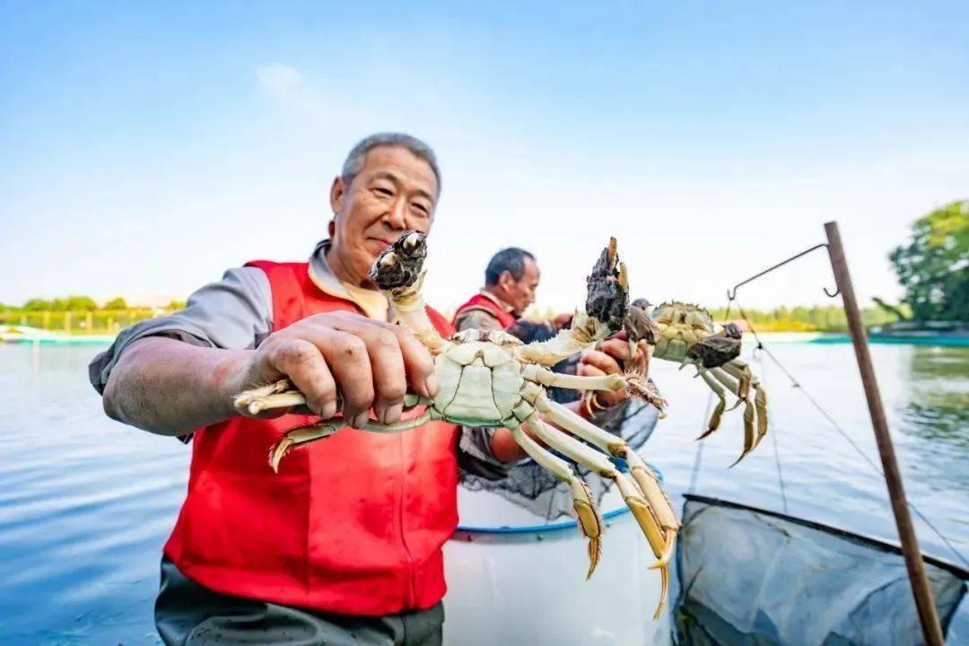 250 克以上的公蟹、200 克以上的母蟹，你吃过吗？  第3张