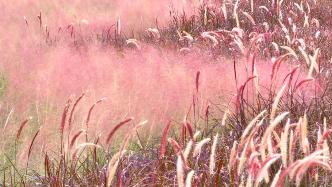 美炸了！10 月限定粉色花海，温州这个地方惊艳上线  第1张