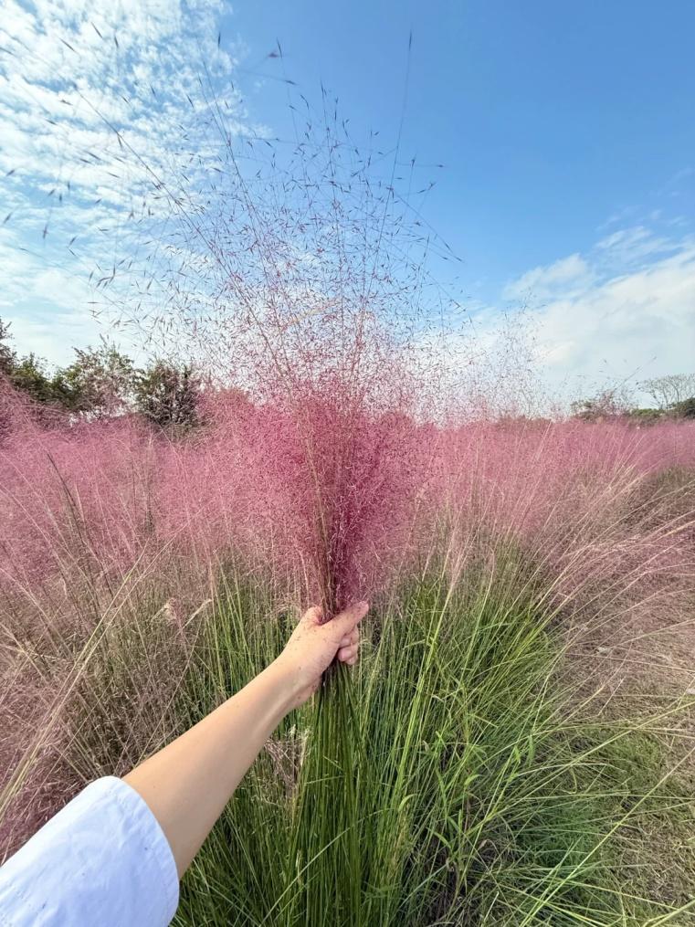 美炸了！10 月限定粉色花海，温州这个地方惊艳上线  第8张