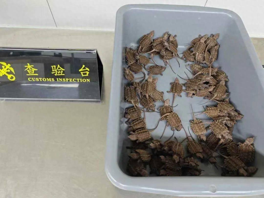 3 名男性旅客裆部竟藏 236 只活体龟