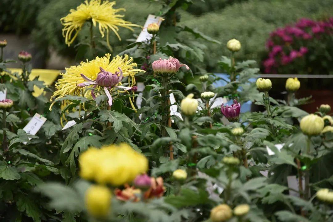 2024 上海菊花展盛大开幕！18 万盆 500 多种菊花，共赴金秋盛宴  第10张