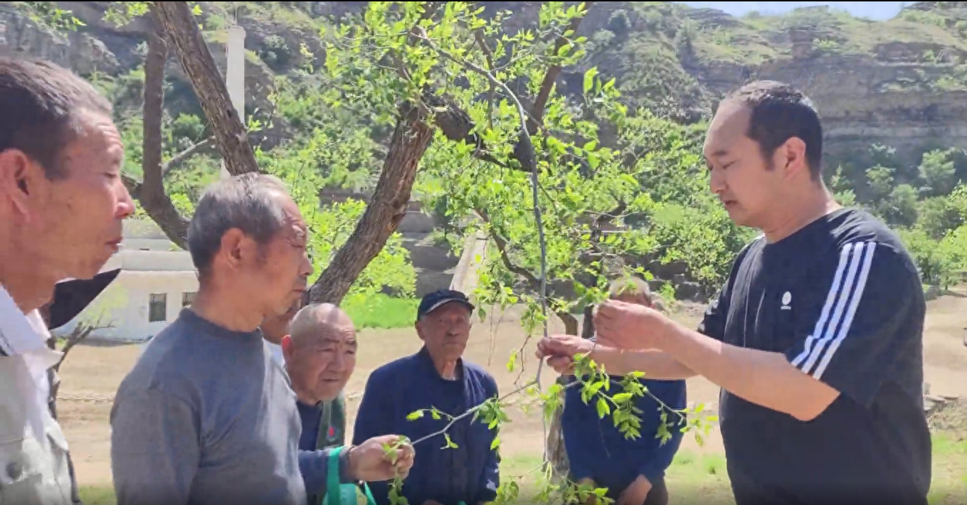 50 万亩枣树，每年 4 月采摘，佳县如何让枣叶变金叶？  第1张