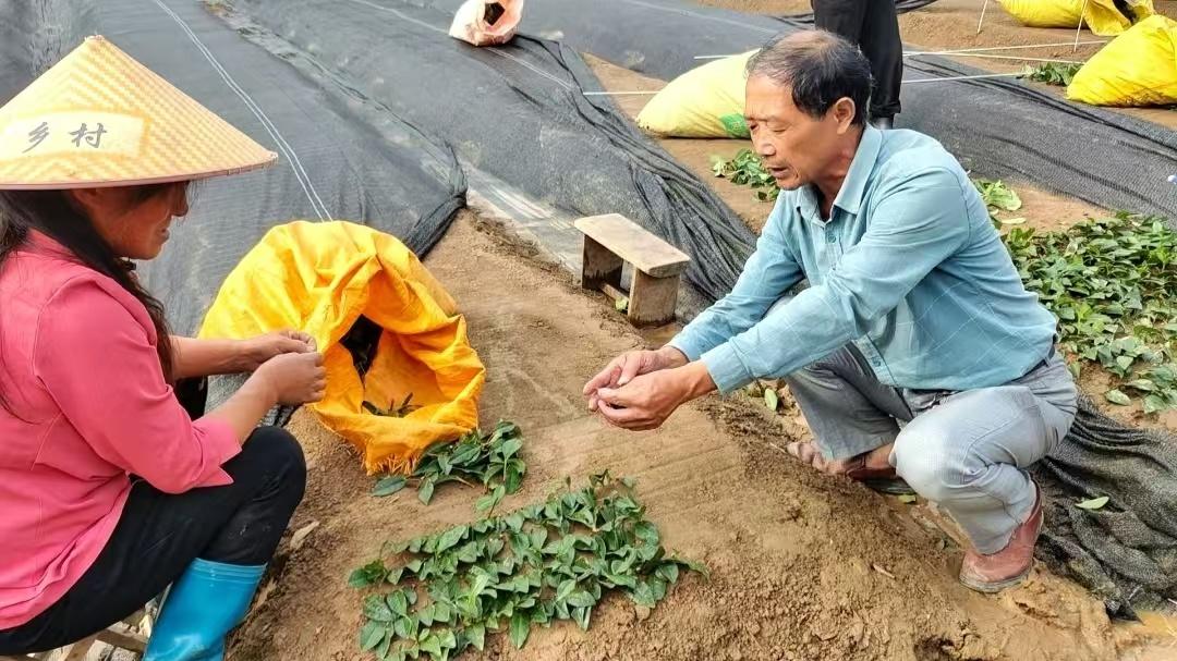 30 余亩土地流转，10 余种茶叶品种培育，豫南首个茶叶苗圃育苗基地有多牛？  第2张