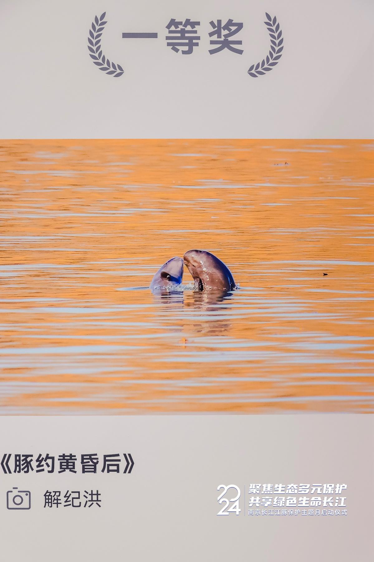 2024 年第六届南京长江江豚保护主题月活动启动，你还不来看看？  第3张