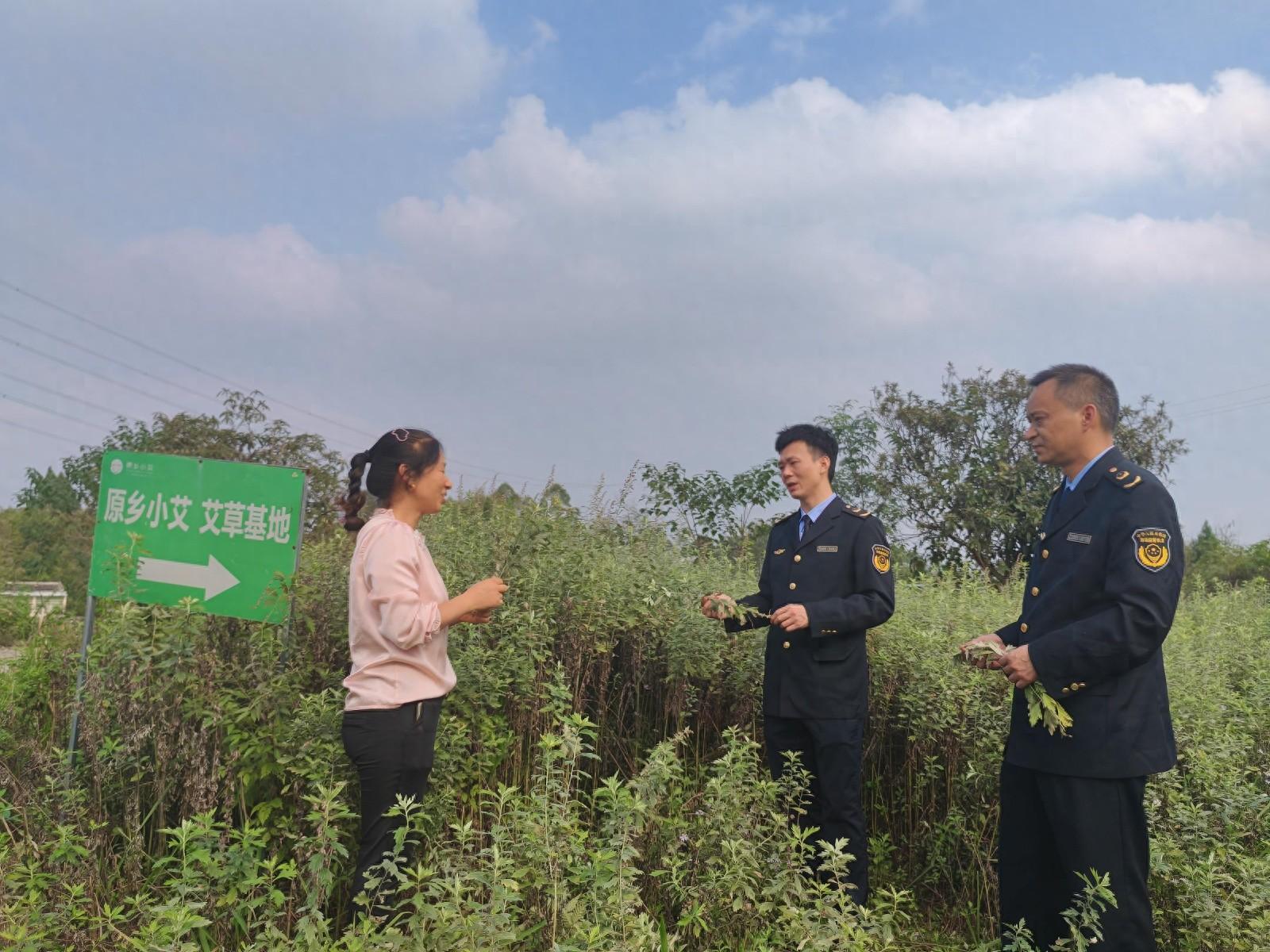 铜梁小艾草何以成为年产值超 2.3 亿元的大产业？