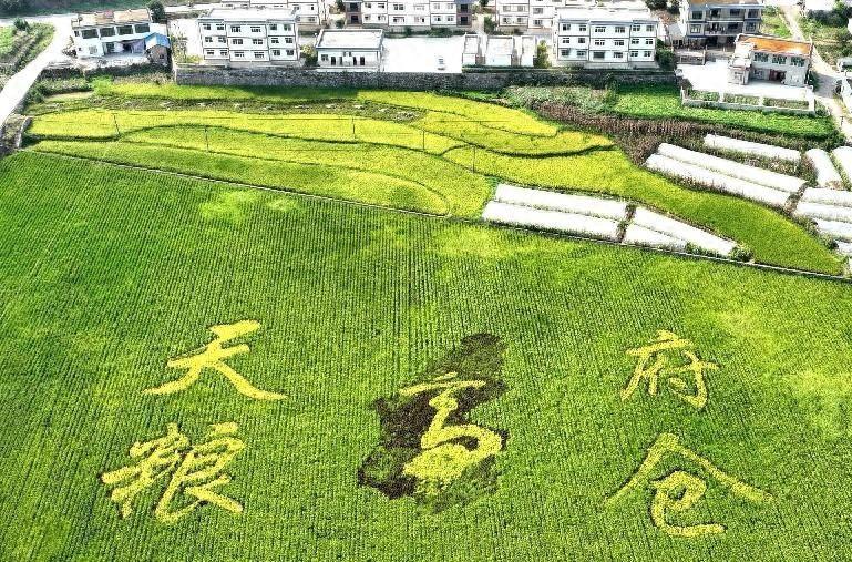 耕地保护新突破！全国田长制下，四川高县如何织密保护网？  第1张