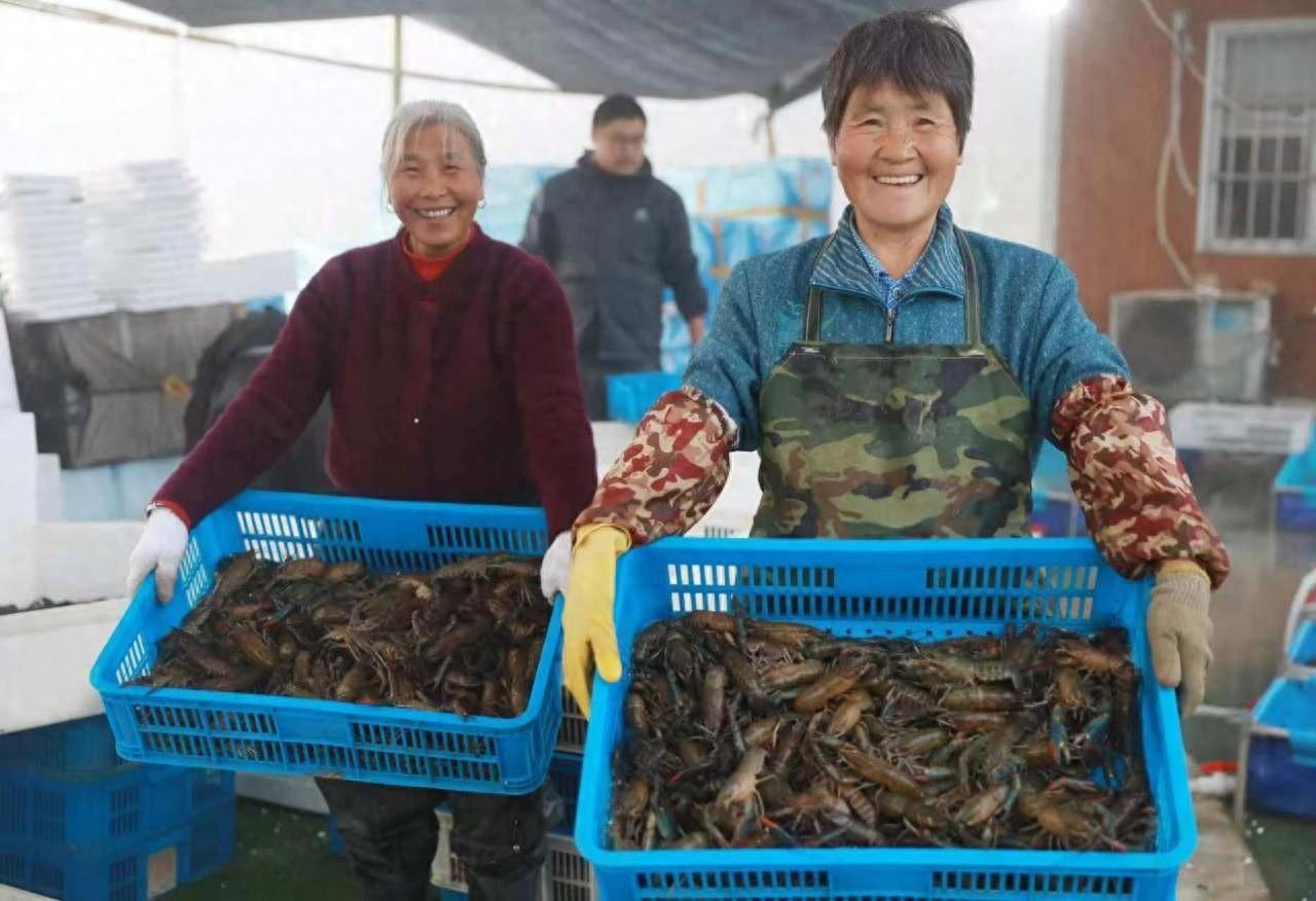 杭州稻田惊现澳洲蓝龙虾！稻虾共生模式，你见过吗？  第1张